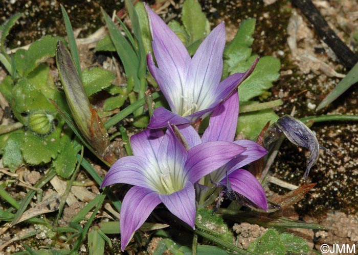 Romulea bulbocodium