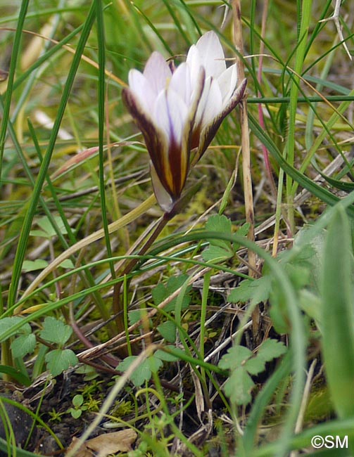 Romulea bulbocodium