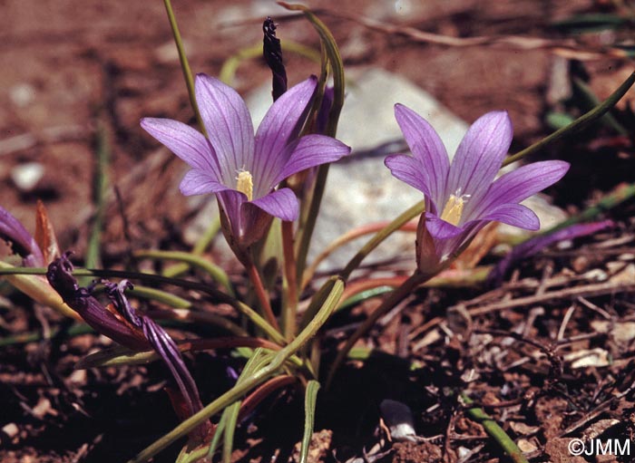 Romulea ligustica