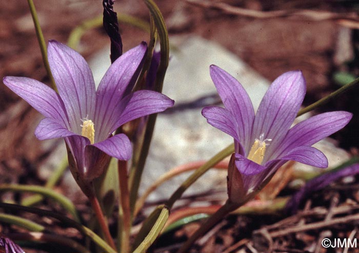 Romulea ligustica