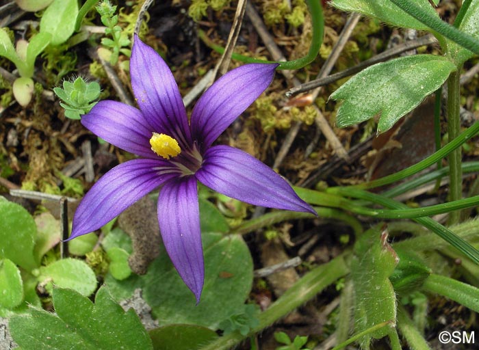 Romulea linaresii subsp. graeca