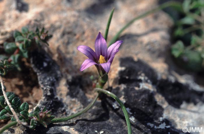 Romulea melitensis