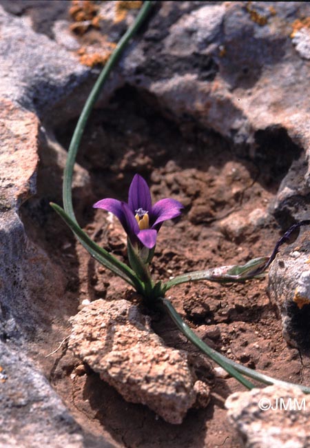 Romulea melitensis