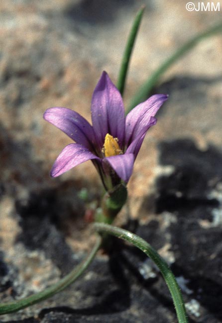 Romulea melitensis