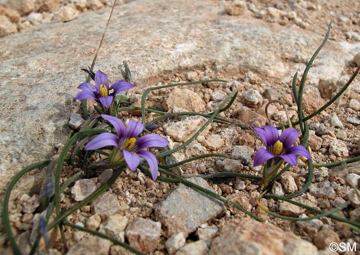 Romulea melitensis