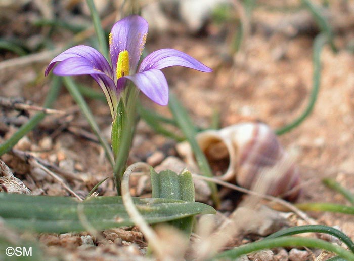 Romulea melitensis