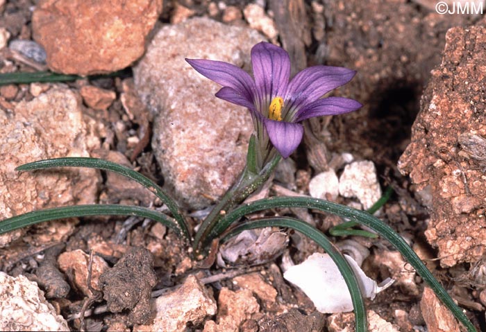 Romulea ramiflora