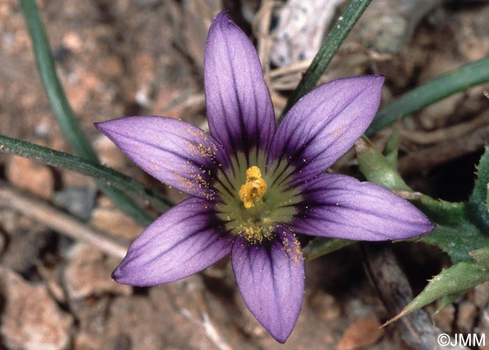 Romulea ramiflora