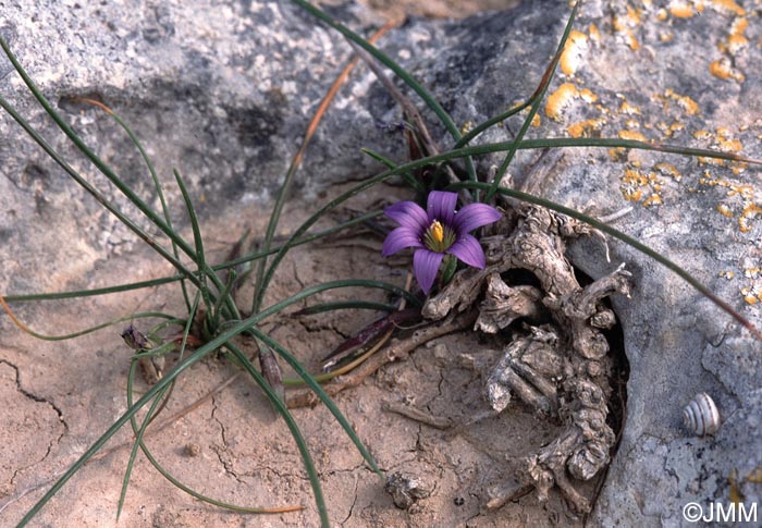 Romulea ramiflora