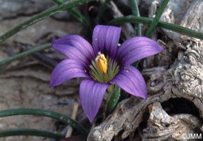 Romulea ramiflora