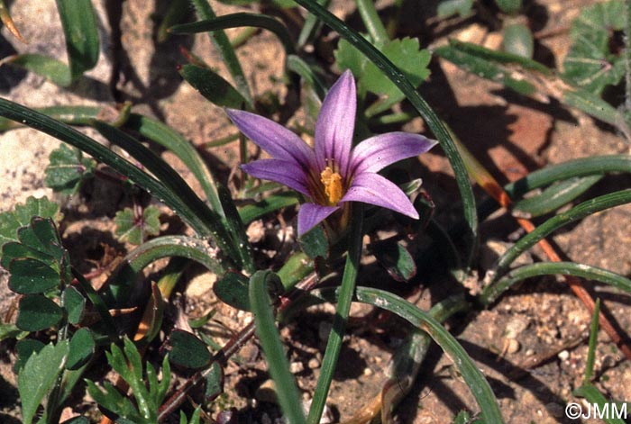 Romulea ramiflora