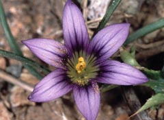 Romulea ramiflora