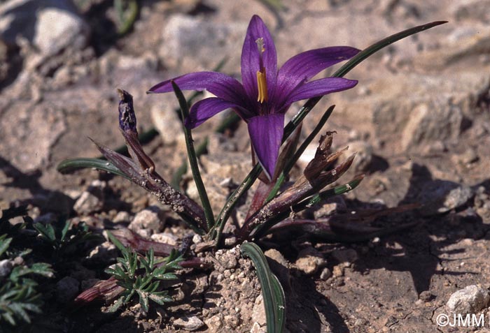 Romulea tempskyana