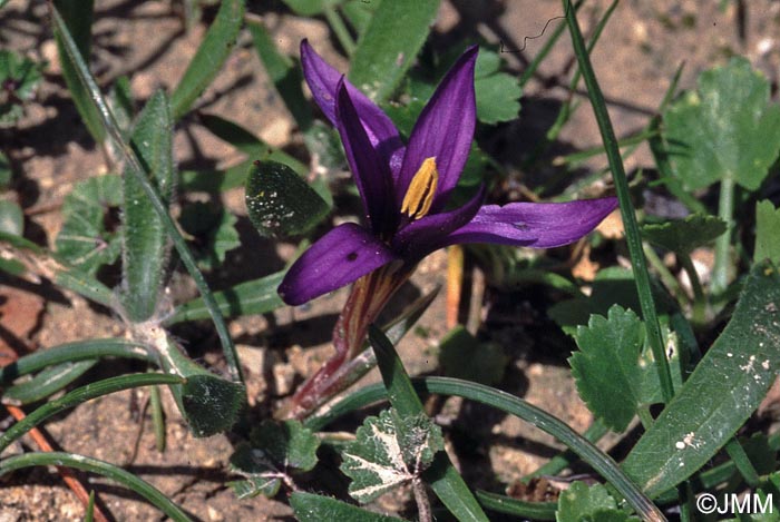 Romulea tempskyana