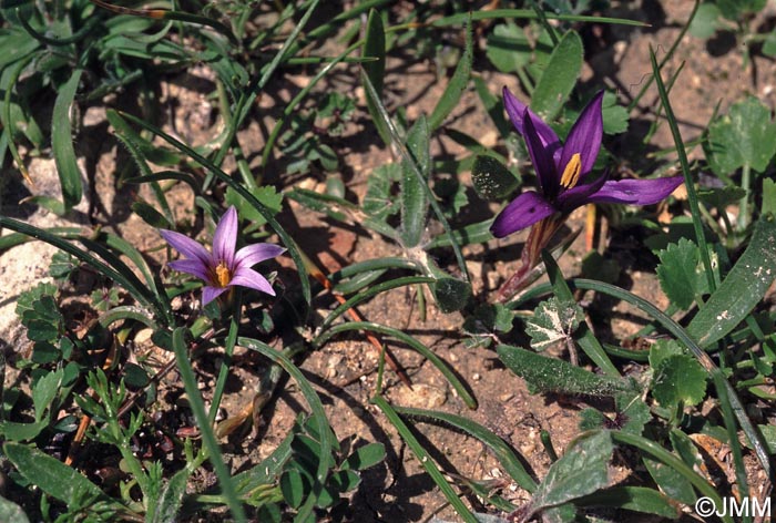 Romulea tempskyana & Romulea ramiflora