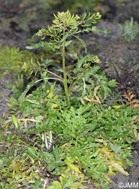 Rorippa palustris