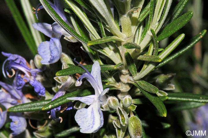 Rosmarinus officinalis