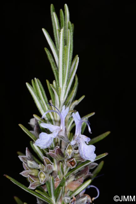 Rosmarinus officinalis