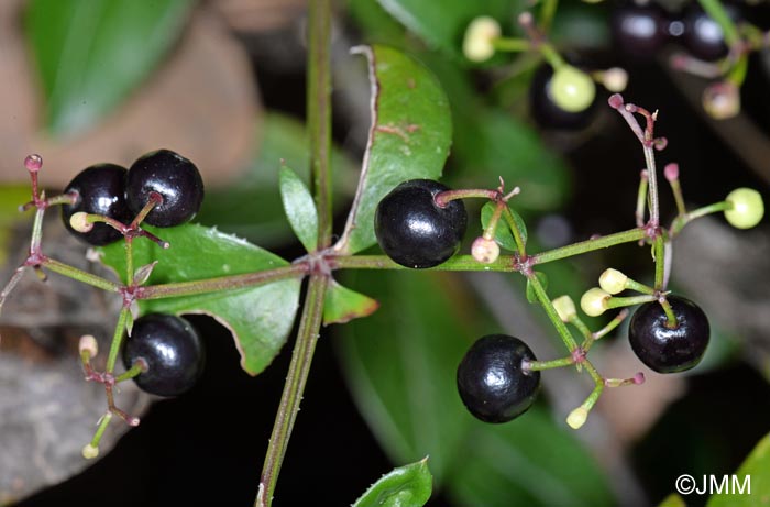 Rubia peregrina = Rubia peregrina subsp. peregrina