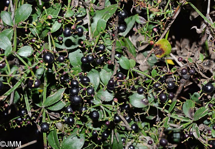 Rubia peregrina subsp. peregrina