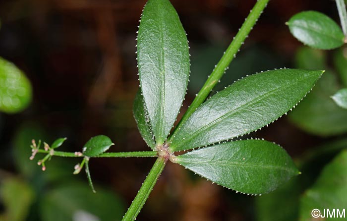 Rubia peregrina subsp. peregrina