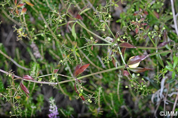 Rubia peregrina subsp. peregrina