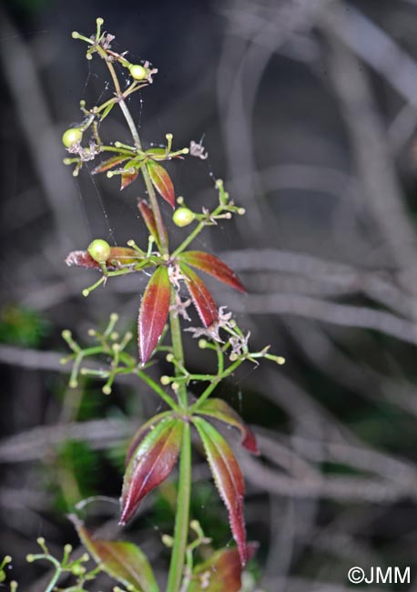 Rubia peregrina subsp. peregrina