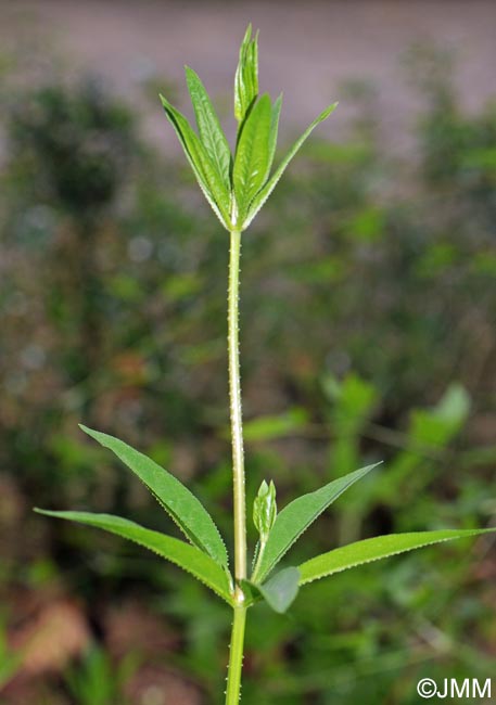 Rubia tinctorum