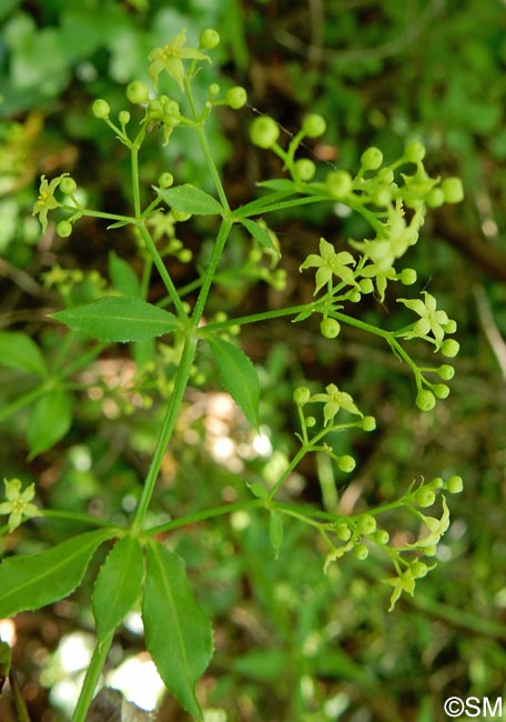 Rubia tinctorum