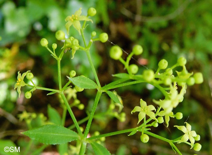 Rubia tinctorum