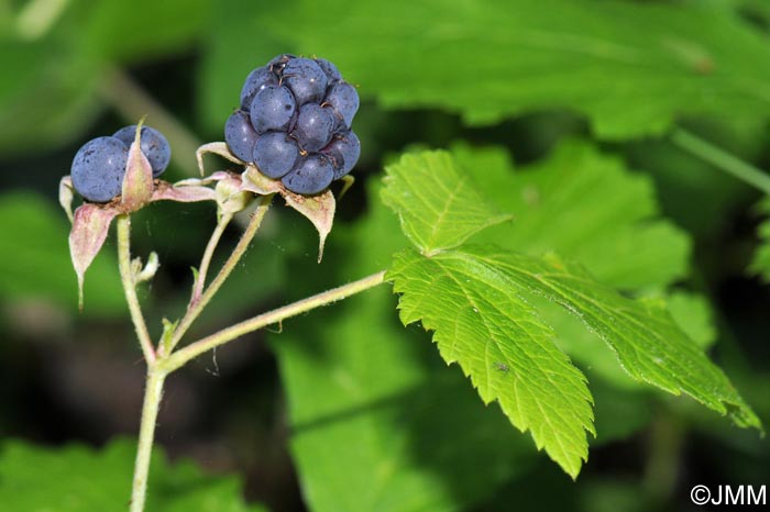 Rubus caesius