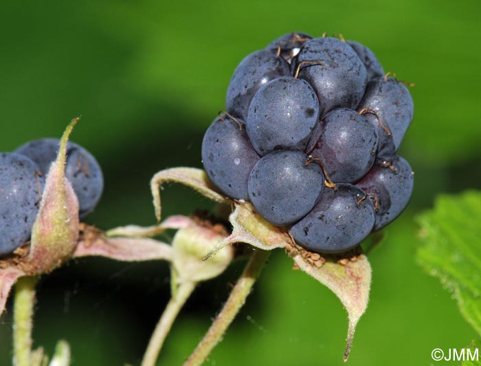 Rubus caesius