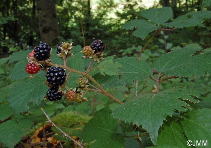 Rubus fruticosus