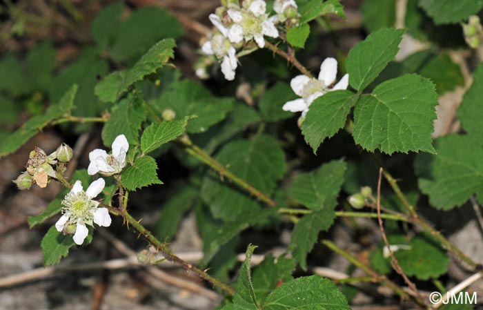 Rubus fruticosus