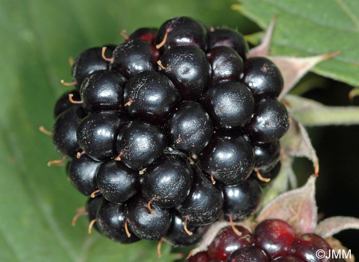 Rubus fruticosus