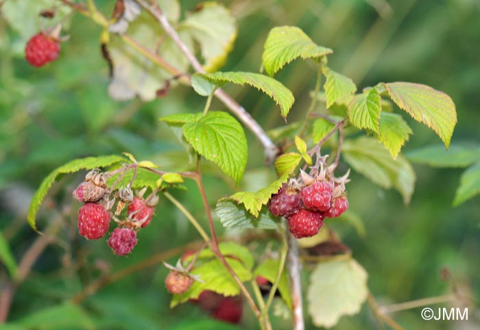 Rubus idaeus