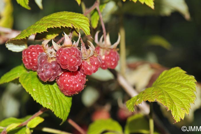 Rubus idaeus