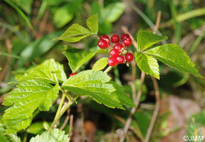 Rubus saxatilis