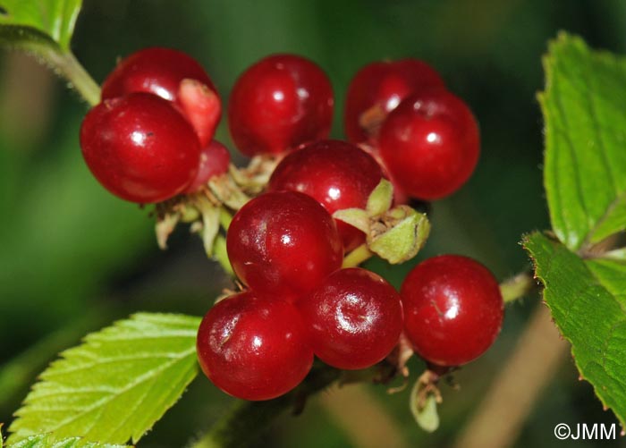 Rubus saxatilis