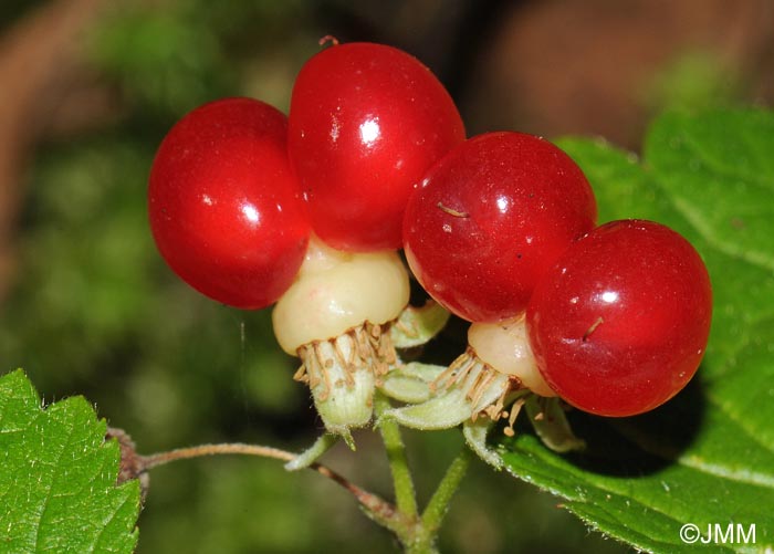 Rubus saxatilis