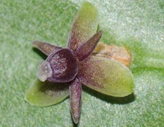 Ruscus aculeatus