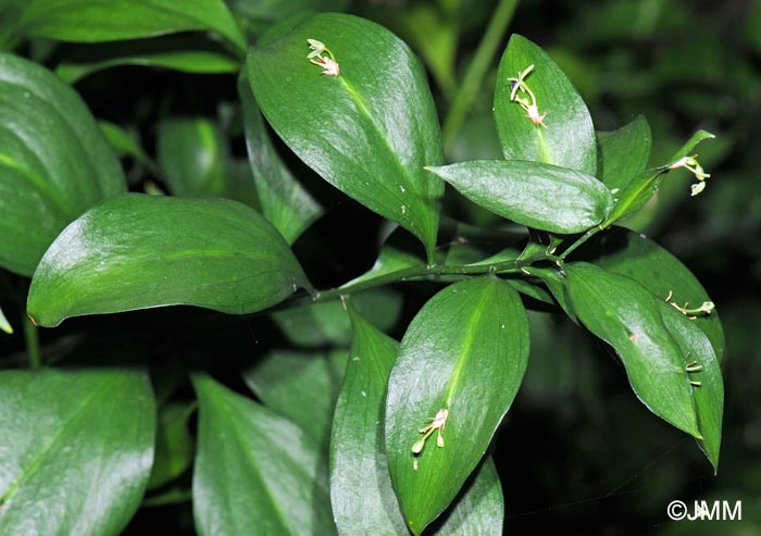 Ruscus hypoglossum