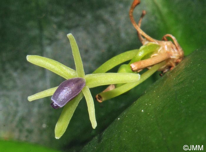 Ruscus hypoglossum