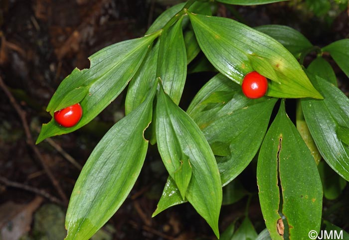 Ruscus hypoglossum