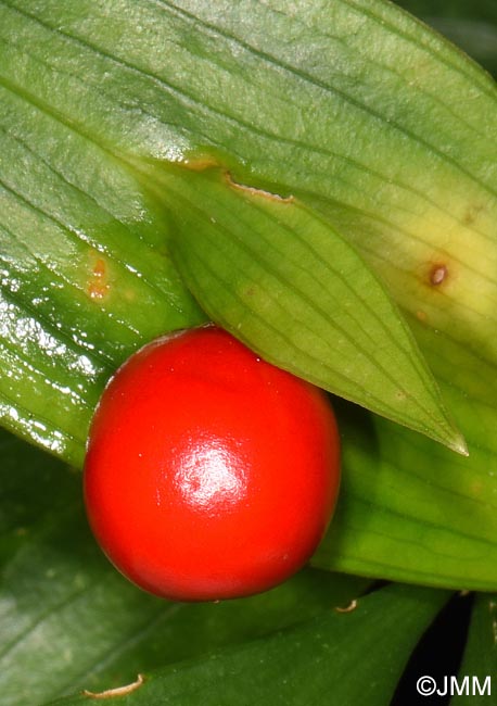Ruscus hypoglossum