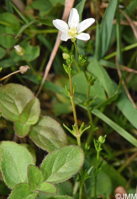 Sagina nodosa