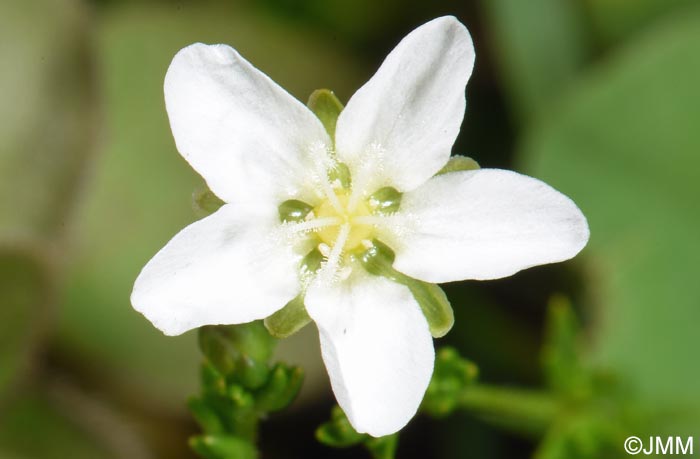 Sagina nodosa
