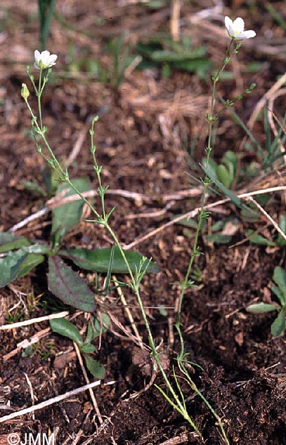 Sagina nodosa