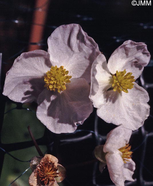 Sagittaria latifolia