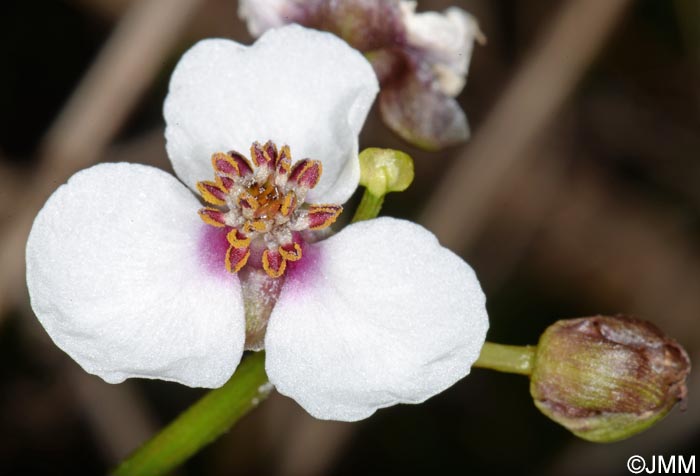 Sagittaria sagittifolia